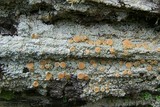 Ochrolechia oregonensis image