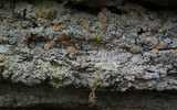 Ochrolechia oregonensis image