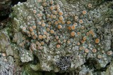 Ochrolechia oregonensis image