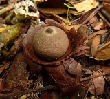 Geastrum triplex image