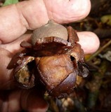 Geastrum triplex image