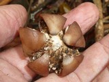 Geastrum triplex image
