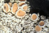 Ochrolechia oregonensis image