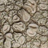 Ochrolechia africana image
