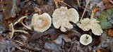 Rhodocybe popinalis image