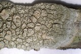 Ochrolechia africana image