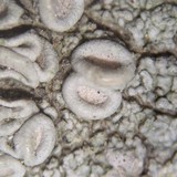 Ochrolechia africana image