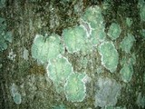 Lecanora thysanophora image
