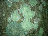 Lecanora thysanophora image