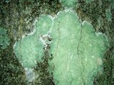 Lecanora thysanophora image