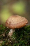 Armillaria solidipes image