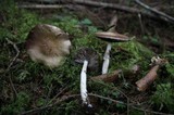 Leratiomyces squamosus var. squamosus image