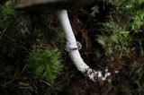 Leratiomyces squamosus var. squamosus image