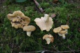 Cantharellus formosus image