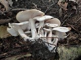 Clitocybe subconnexa image