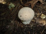 Lycoperdon molle image