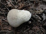 Lycoperdon molle image