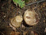 Lycoperdon molle image