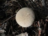 Lycoperdon molle image