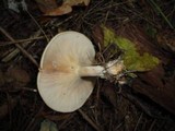 Melanoleuca alboflavida image