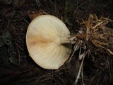 Melanoleuca alboflavida image