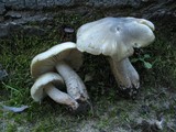Tricholoma saponaceum image