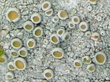 Ochrolechia subpallescens image