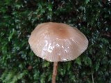 Phaeonematoloma myosotis image