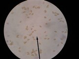 Phaeonematoloma myosotis image