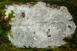 Ochrolechia subpallescens image