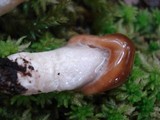 Cortinarius mucifluus image