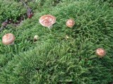 Cortinarius mucifluus image