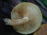 Gymnopilus sapineus image