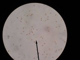 Gymnopilus sapineus image