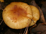 Pholiota spumosa image