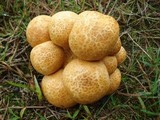 Gymnopilus ventricosus image