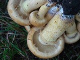 Gymnopilus ventricosus image