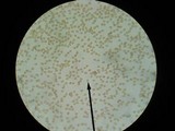 Gymnopilus ventricosus image