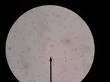 Inocybe sindonia image