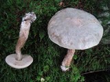 Leccinum holopus var. holopus image