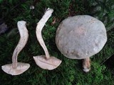 Leccinum holopus image