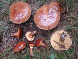 Suillus grevillei image