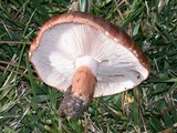 Tricholoma fracticum image