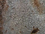 Diploschistes actinostomus image