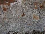 Diploschistes actinostomus image