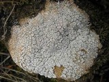 Ochrolechia parella image