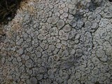 Ochrolechia parella image