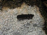 Ochrolechia parella image