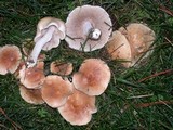 Hebeloma sinapizans image