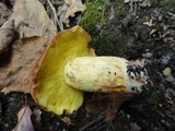 Boletus subglabripes image